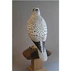 "Gyrfalcon" by Andy White