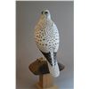 Image 1 : "Gyrfalcon" by Andy White