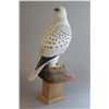 Image 2 : "Gyrfalcon" by Andy White