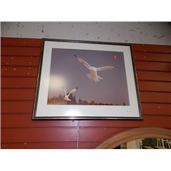 FRAMED PRINT - SOARING SEA GULL?