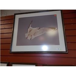 FRAMED PRINT - FLYING SEA GULL?