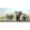 Image 1 : David Shepherd (1931-) oil on canvas, Elephants, signed and dated '99, 20 x 40 ins....