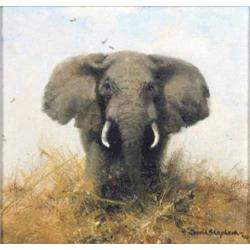 David Shepherd (1931-) oil on canvas, Bull elephant, signed and dated '96, 6 x 6 ins....