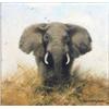 Image 1 : David Shepherd (1931-) oil on canvas, Bull elephant, signed and dated '96, 6 x 6 ins....
