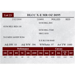 DLCC X-E MR OZ D095