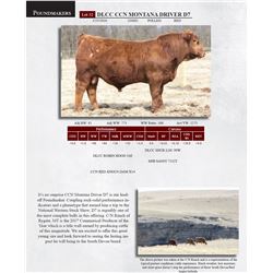 DLCC CCN MONTANA DRIVER D7