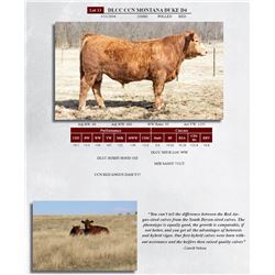DLCC CCN MONTANA DUKE D4