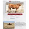 Image 1 : DLCC CCN MONTANA DUKE D4
