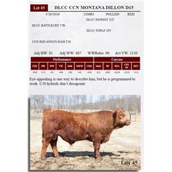 DLCC CCN MONTANA DILLON D15