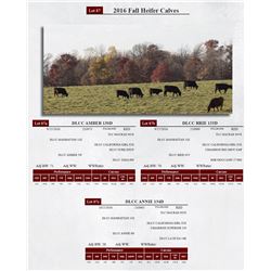 2016 Fall Heifer Calves