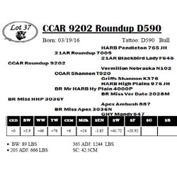 CCAR 9202 Roundup D590