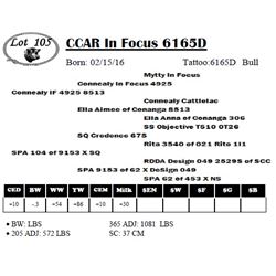 CCAR In Focus 6165D