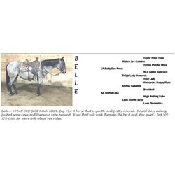 Ranch Horse - Belle