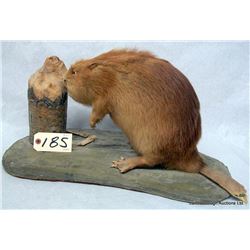 BABY BEAVER MOUNT