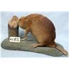 Image 1 : BABY BEAVER MOUNT
