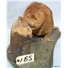 Image 2 : BABY BEAVER MOUNT