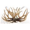 Image 1 : 10-Light Deer Horn Chandelier