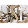 Image 3 : 10-Light Deer Horn Chandelier