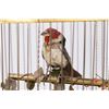 Image 2 : Mechanical Singing Birds in a Cage