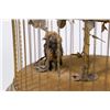 Image 3 : Mechanical Singing Birds in a Cage