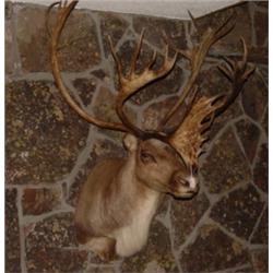 Alaskan Caribou Longest horn 46"x6" cir