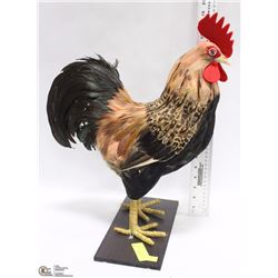 1 -19" HIGH FEATHERED ROOSTER