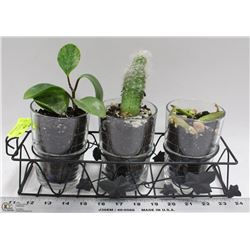 REAL CACTUS PLANTS IN A WROUGHT IRON CARRYING BASK