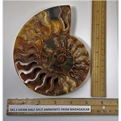 #9 - HUGE SPLIT AMMONITE  FOSSIL