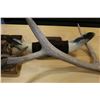 Image 2 : LOT OF ELK AND OTHER ANTLERS
