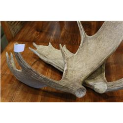 SET OF ANTLERS