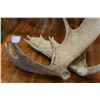 Image 1 : SET OF ANTLERS