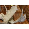 Image 2 : SET OF ANTLERS