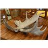 Image 3 : SET OF ANTLERS