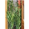 Image 1 : ARTIFICAL TREE IN PLANTER