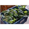Image 2 : TWO TOTES OF SILK PLANTS