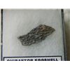 Image 2 : DINOSUAR EGG SHELL - 70 MILLION YEARS OLD - IN CASE - OVIRAPTOR