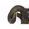 Image 4 : Detailed Wall Mount Rams Head Bronze Sculpture