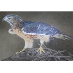 Sally Hynard (British, b.1959) A Rib-Tailed Hawk signed lower right "S A Hynard" watercolour, 9 x 1.
