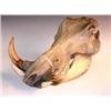 Image 1 : A wild boar's skull, both the lower jaw and the upper with tusks, 44cm long  This was bought as par.