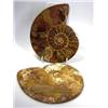 Image 1 : An ammonite cut in halves and polished the internal segments crystalline, the label reading  '80 to.