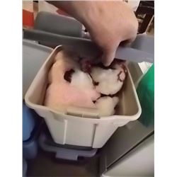 TOTE OF ASSORTED CHRISTMAS