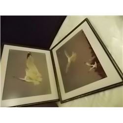 FRAMED PRINT - SOARING SEA GULL - 2 TTL