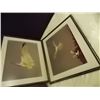 Image 1 : FRAMED PRINT - SOARING SEA GULL - 2 TTL