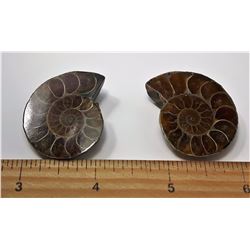 #15 - SET OF 2 AMMONITE SHELL FOSSILS