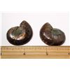 Image 2 : #15 - SET OF 2 AMMONITE SHELL FOSSILS