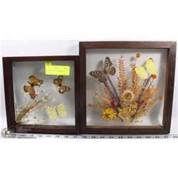 LOT OF 2 FRAMED BUTTERFLY SETTINGS