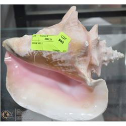 CONCH SHELL