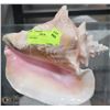 Image 1 : CONCH SHELL