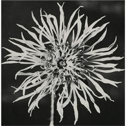 Albert Renger Patzsch (1897-1966) botanical