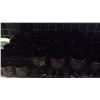Image 11 : Avon Ruby Dish Set Over 125pcs